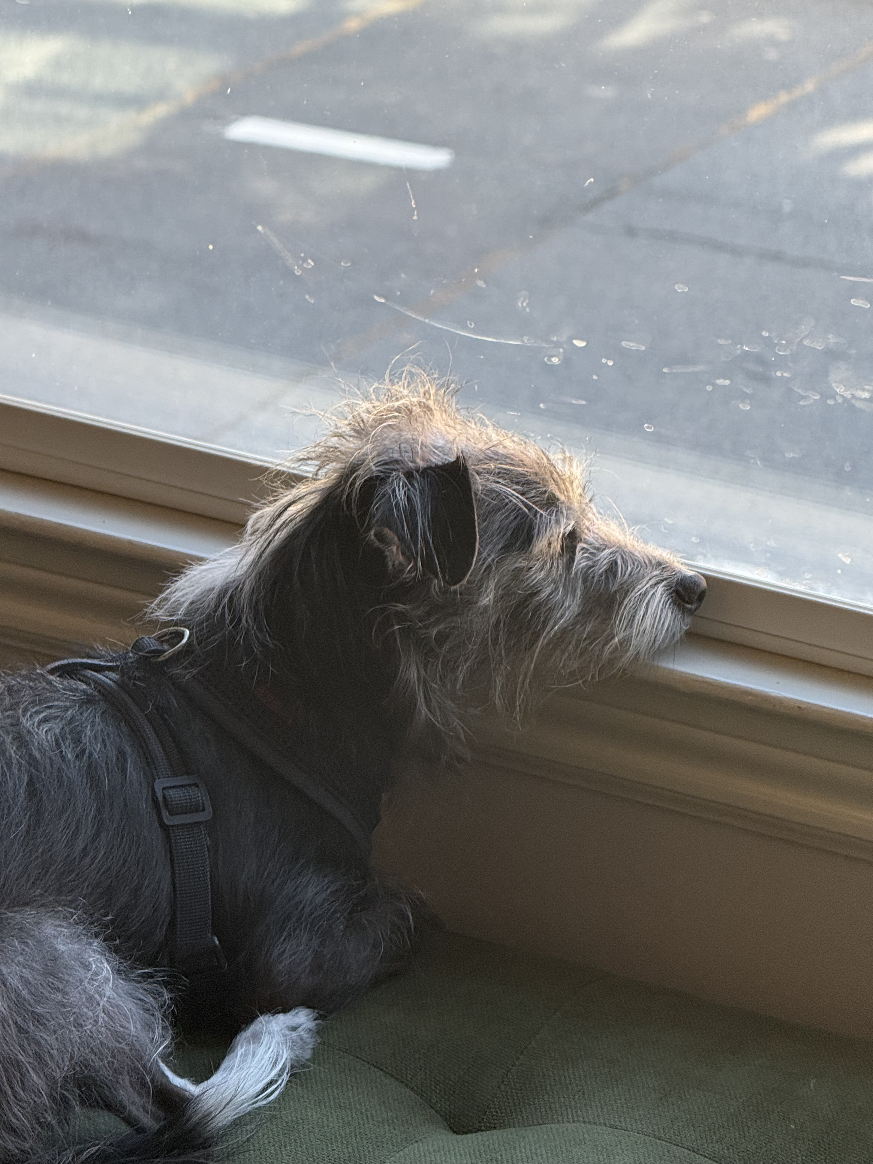 Alma, AlmaProtect Founder & Chief Barking Officer